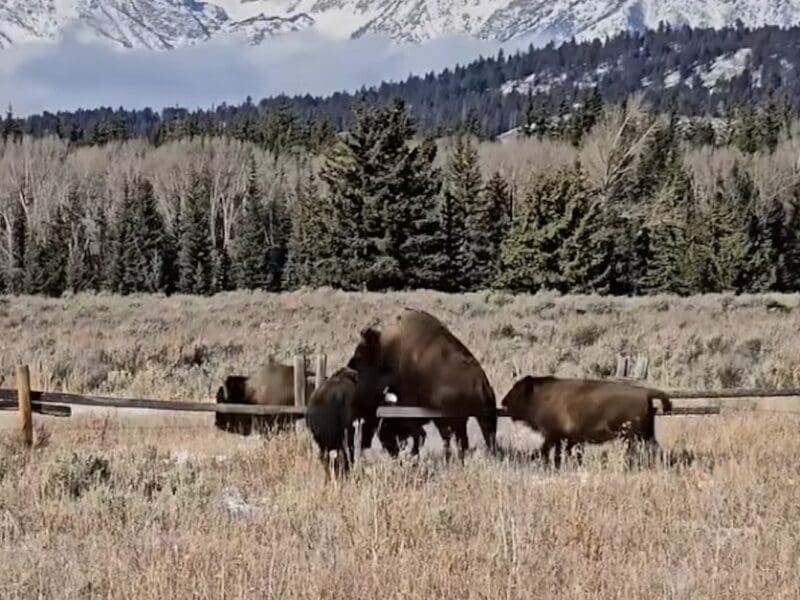 Bison agility on display @ Grand Teton National Park.